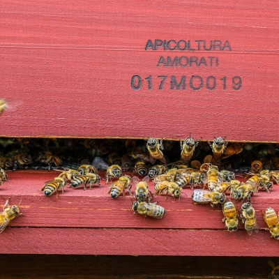 tdc holder 800x800 apicoltura amorati